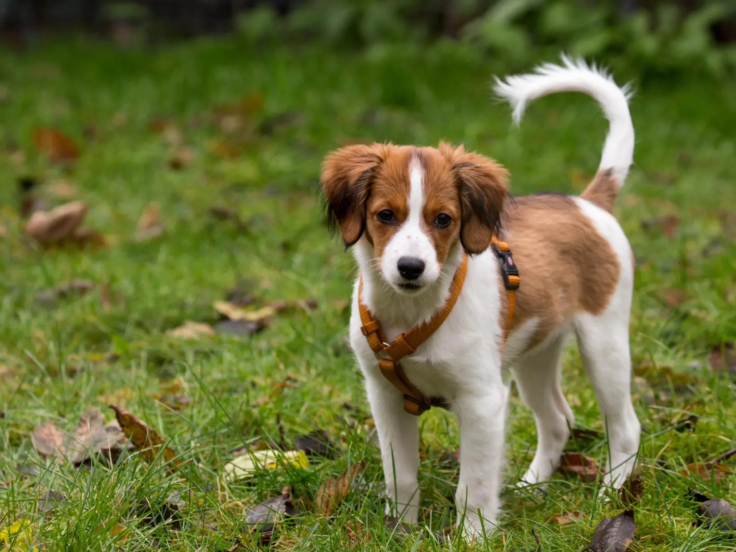 Acheter un chiot Nederlandse Kooikerhondje, c'est prendre ses responsabilités ! Acheter des chiots Nederlandse Kooikerhondje.