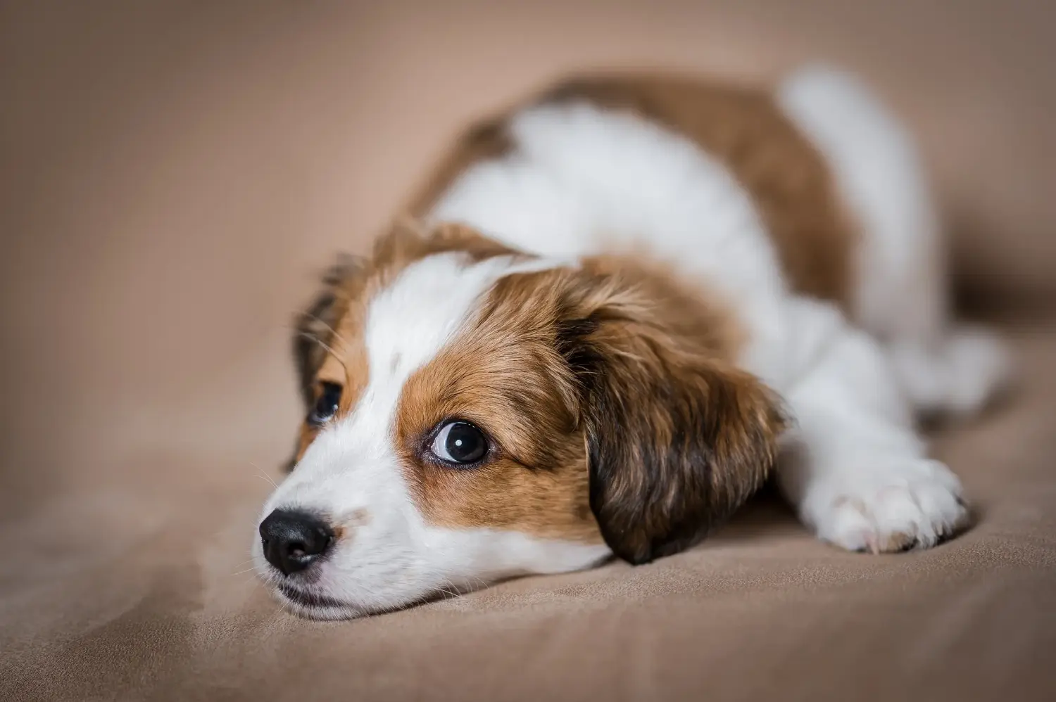 Acheter un chiot Nederlandse Kooikerhondje, c'est prendre ses responsabilités ! Acheter des chiots Nederlandse Kooikerhondje.