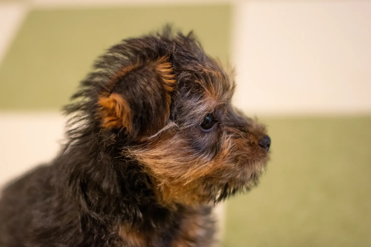 Acheter un chiot Norfolk Terrier, c'est prendre ses responsabilités ! Acheter un chiot Norfolk Terrier.