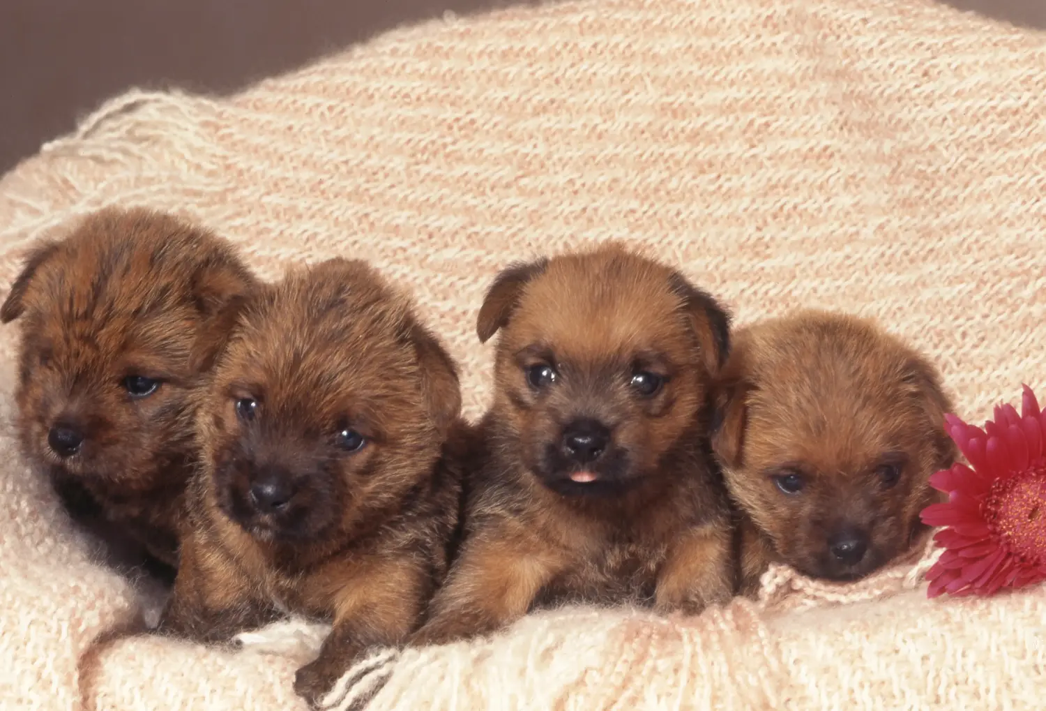 Acheter un chiot Norfolk Terrier, c'est prendre ses responsabilités ! Acheter un chiot Norfolk Terrier.