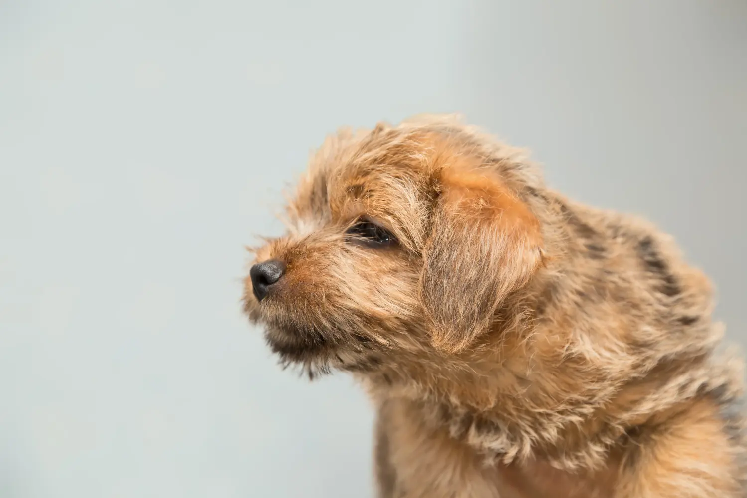 Acheter un chiot Norfolk Terrier, c'est prendre ses responsabilités ! Acheter un chiot Norfolk Terrier.