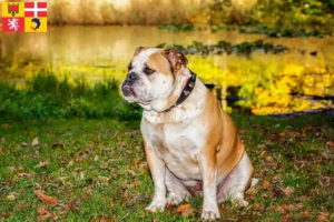 Lire la suite à propos de l’article Olde English Bulldog éleveurs et chiots en Auvergne-Rhône-Alpes