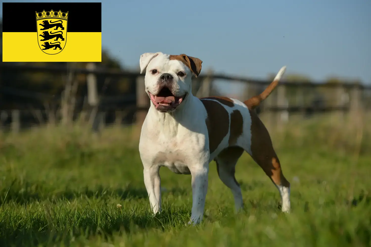 Olde English Bulldog chiots et éleveurs Baden-Württemberg Ici, tu trouveras des éleveurs de Olde English Bulldogs dans le Bade-Wurtemberg.