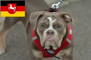 Lire la suite à propos de l’article Olde English Bulldog éleveurs et chiots en Basse-Saxe