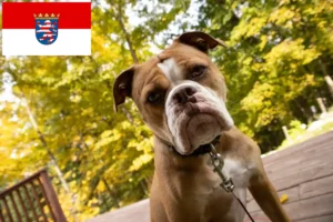 Lire la suite à propos de l’article Olde English Bulldog éleveurs et chiots en Hesse