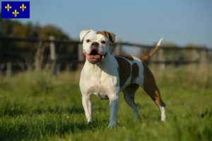 Lire la suite à propos de l’article Olde English Bulldog Éleveurs et chiots en Île-de-France