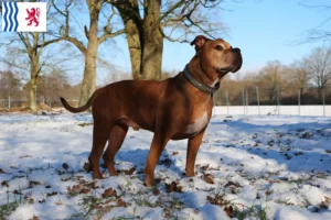 Lire la suite à propos de l’article Olde English Bulldog éleveurs et chiots en Nouvelle-Aquitaine