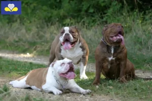 Lire la suite à propos de l’article Olde English Bulldog éleveurs et chiots en région de Bruxelles-Capitale