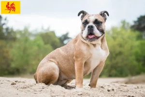 Lire la suite à propos de l’article Olde English Bulldog éleveurs et chiots en région wallonne