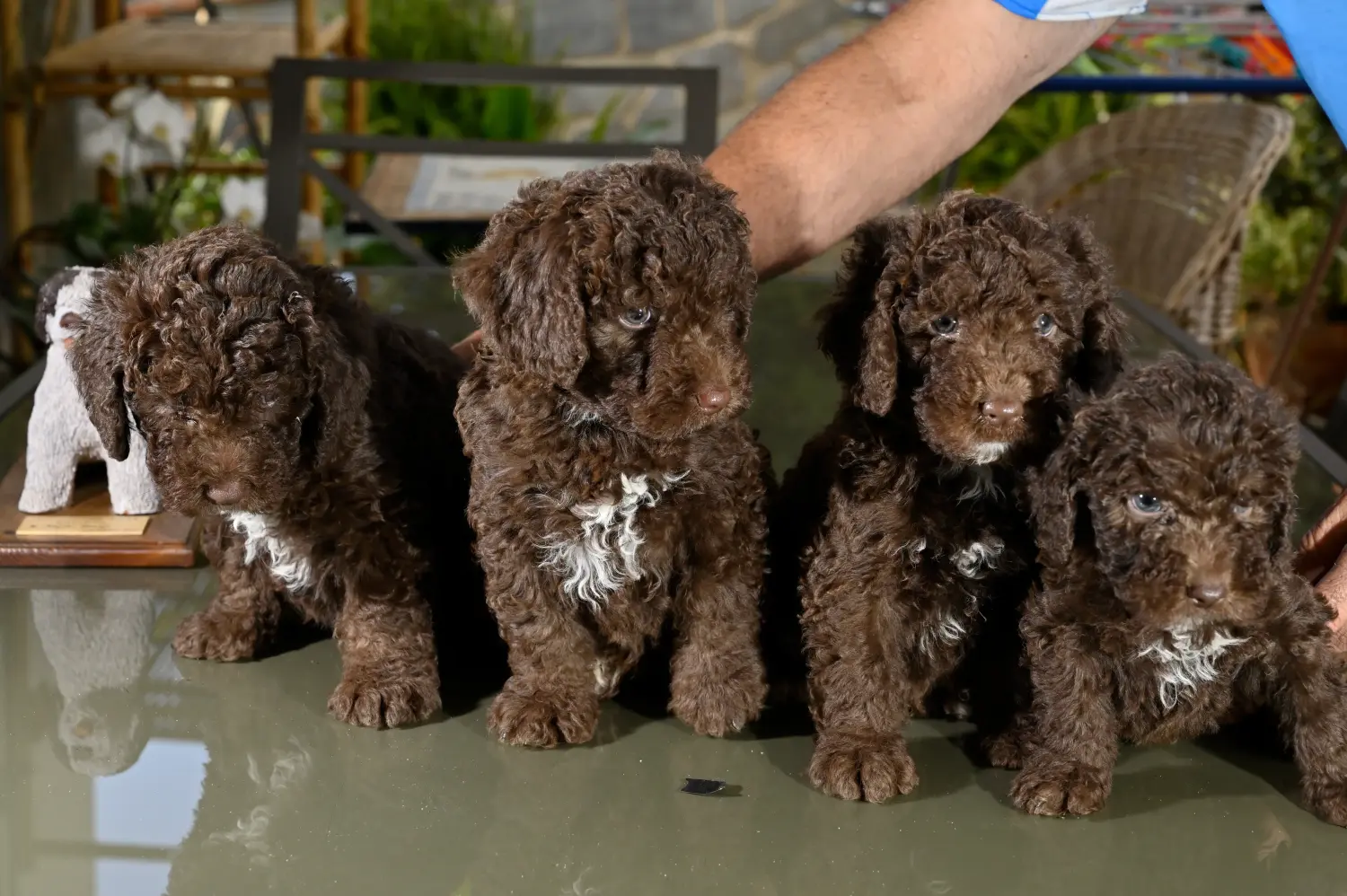 Acheter un chiot Perro de Agua Español, c'est prendre ses responsabilités ! Acheter des chiots Perro de Agua Español.