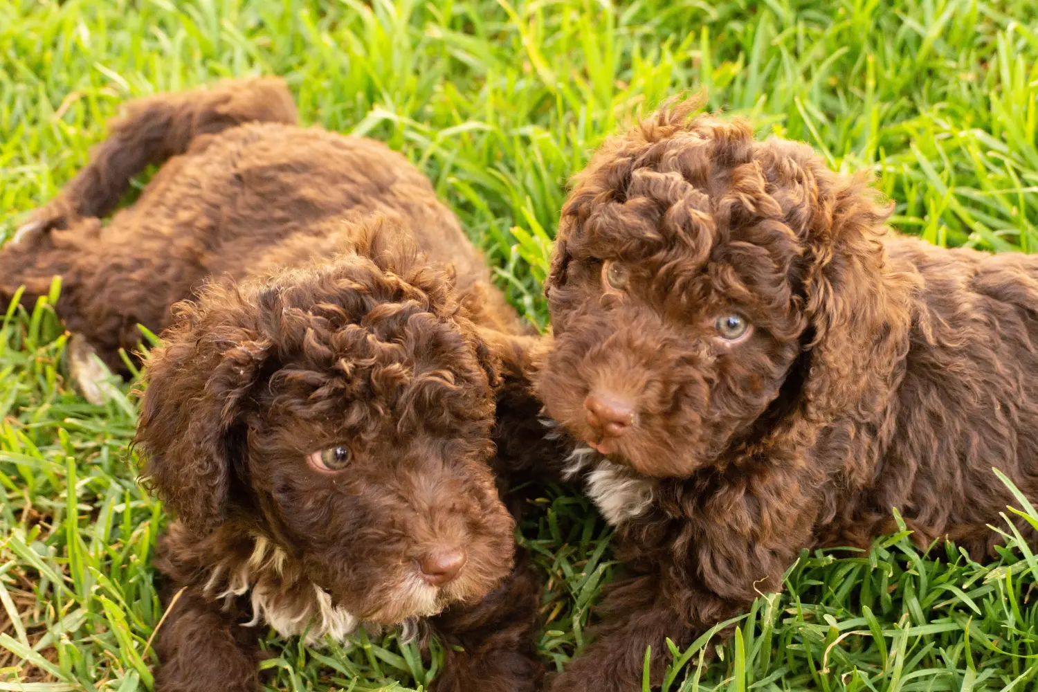 Acheter un chiot Perro de Agua Español, c'est prendre ses responsabilités ! Acheter des chiots Perro de Agua Español.