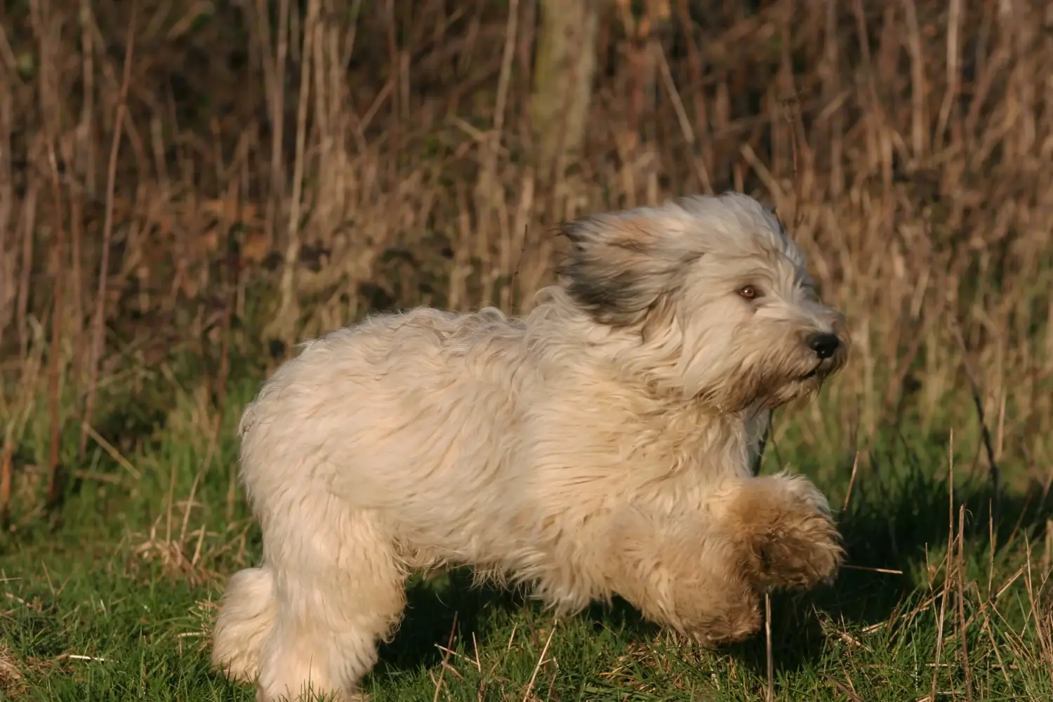 Acheter un chiot PON, c'est prendre ses responsabilités ! Acheter des chiots PON.