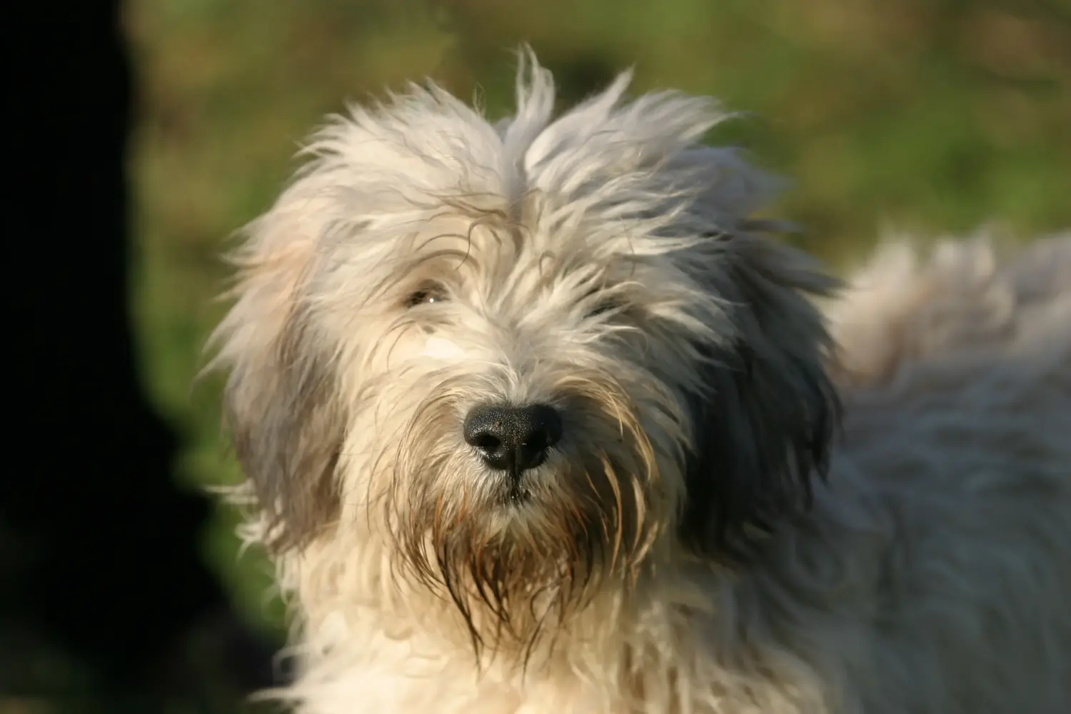 Acheter un chiot PON, c'est prendre ses responsabilités ! Acheter des chiots PON.