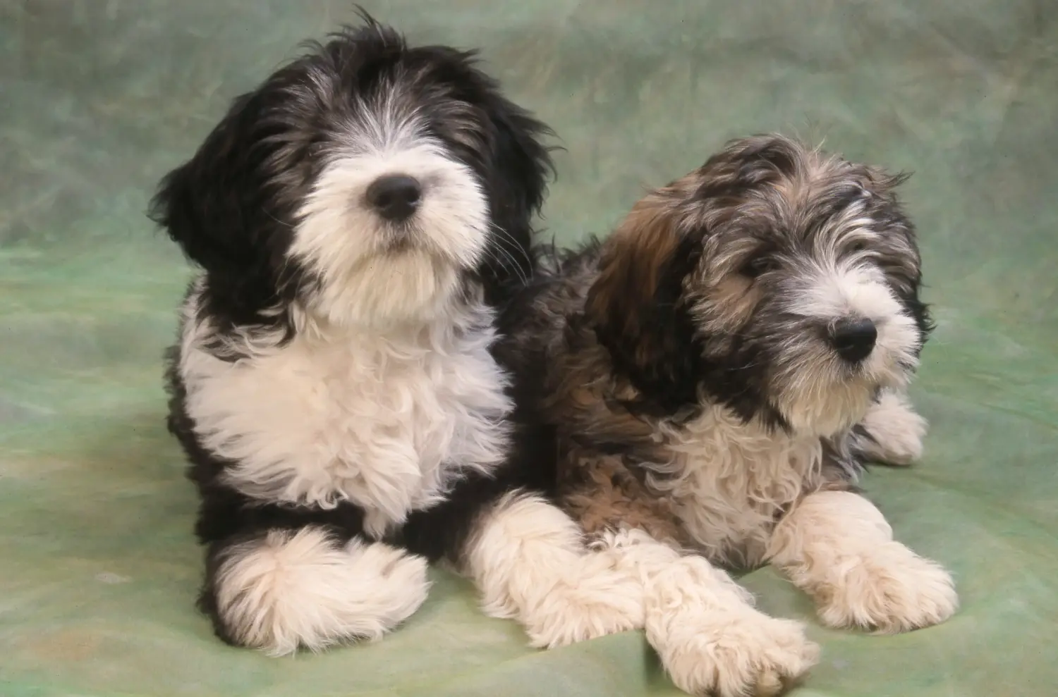 Acheter un chiot PON, c'est prendre ses responsabilités ! Acheter des chiots PON.