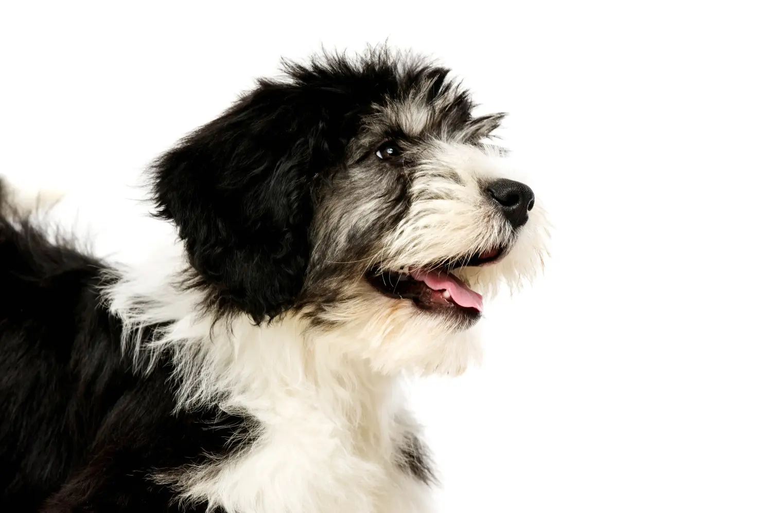 Acheter un chiot PON, c'est prendre ses responsabilités ! Acheter des chiots PON.