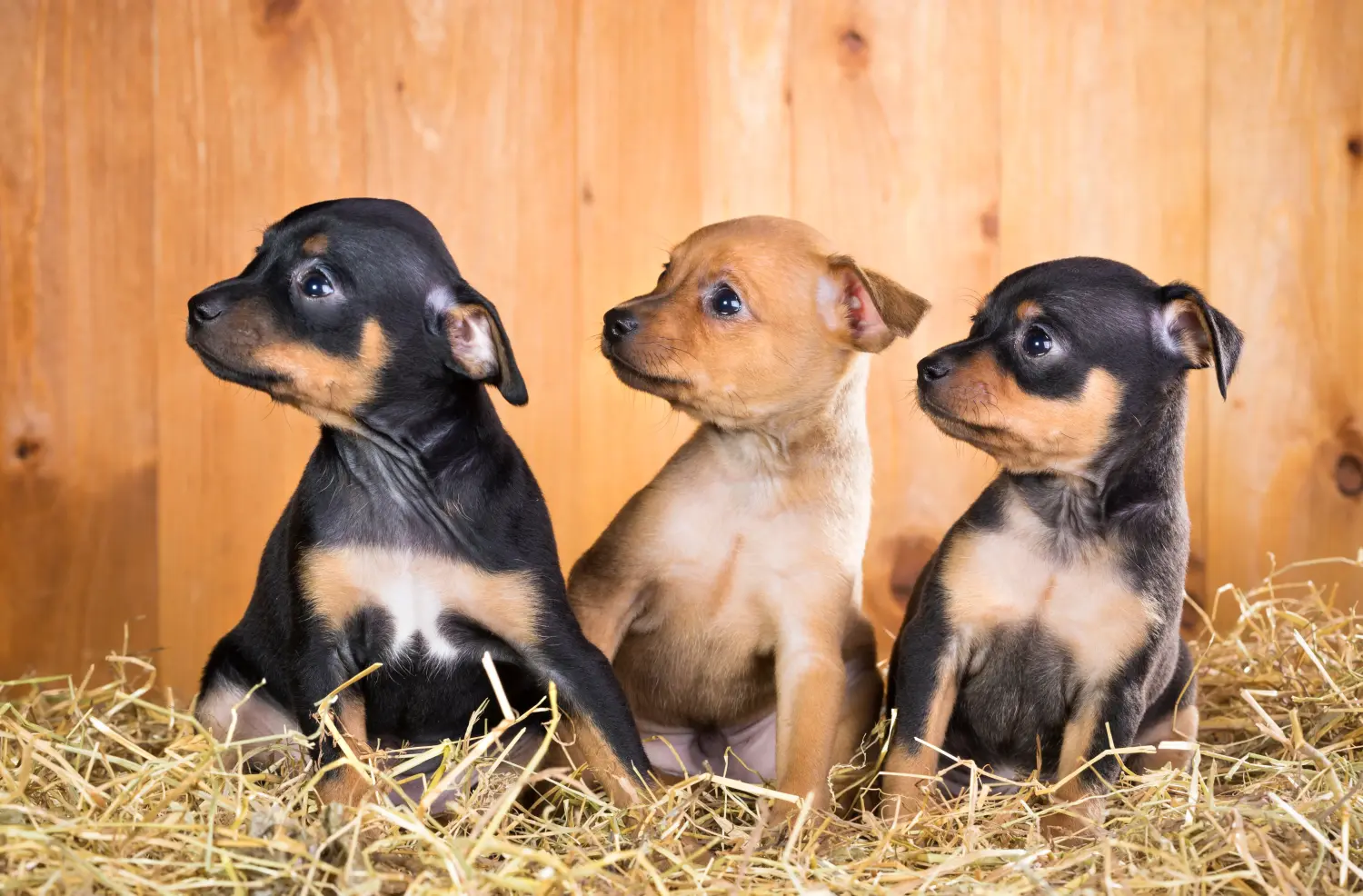 Acheter un chiot Russkiy Toy, c'est prendre ses responsabilités ! Acheter des chiots Russkiy Toy.