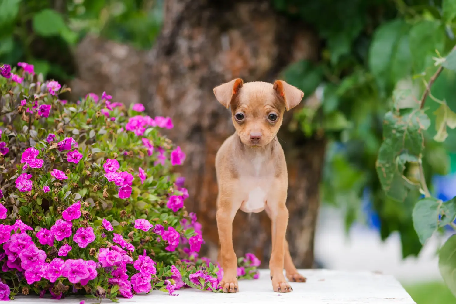 Acheter un chiot Russkiy Toy, c'est prendre ses responsabilités ! Acheter des chiots Russkiy Toy.