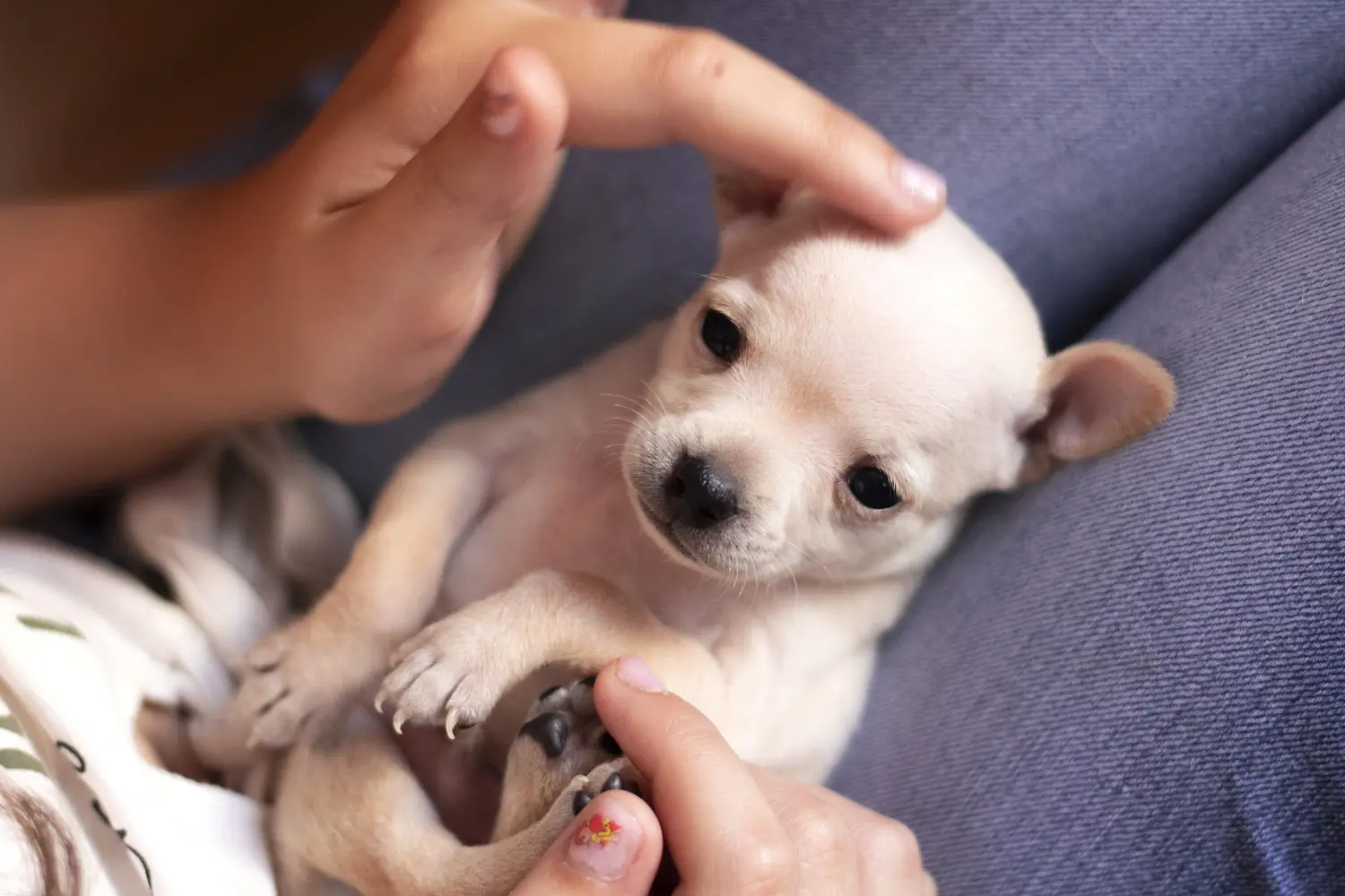 Acheter un chiot Russkiy Toy, c'est prendre ses responsabilités ! Acheter des chiots Russkiy Toy.