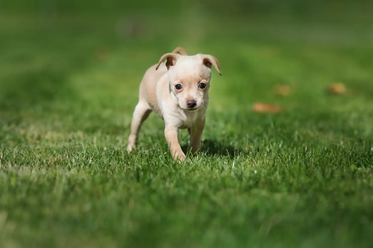 Acheter un chiot Russkiy Toy, c'est prendre ses responsabilités ! Acheter des chiots Russkiy Toy.