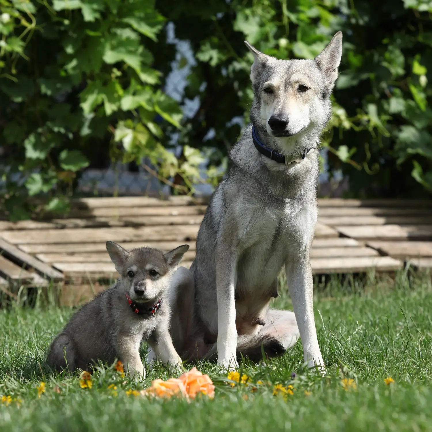 Acheter un chiot chien-loup de Saarloos, c'est prendre ses responsabilités ! Acheter un chiot chien-loup de Saarloos.