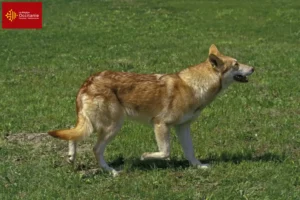 Lire la suite à propos de l’article Éleveurs de chiens-loups de Saarloos et chiots en Occitanie
