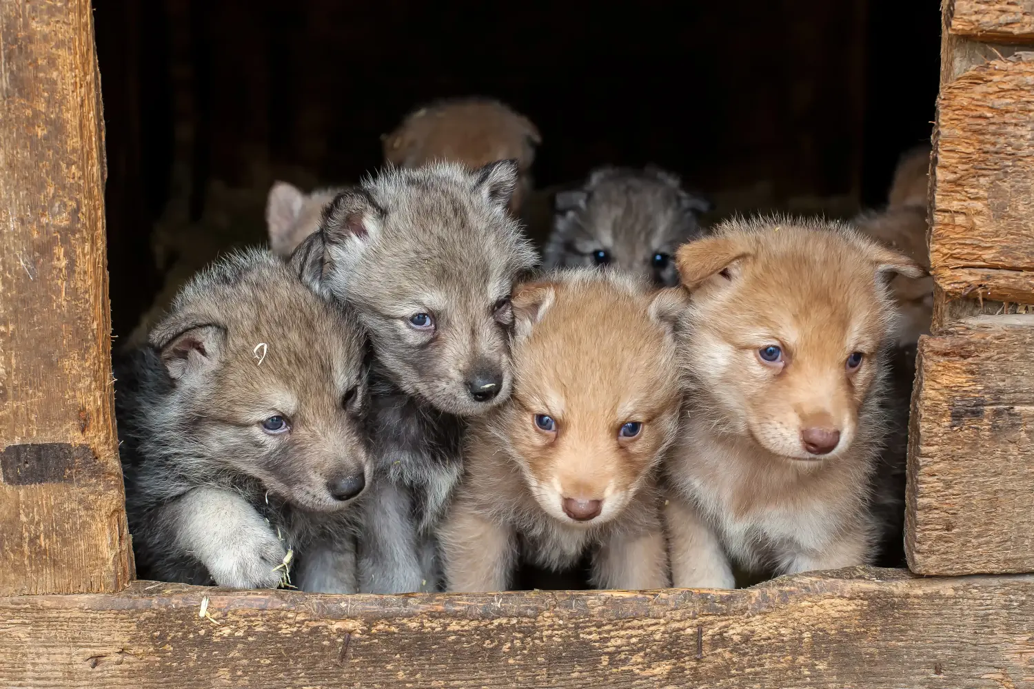 Acheter un chiot chien-loup de Saarloos, c'est prendre ses responsabilités ! Acheter un chiot chien-loup de Saarloos.