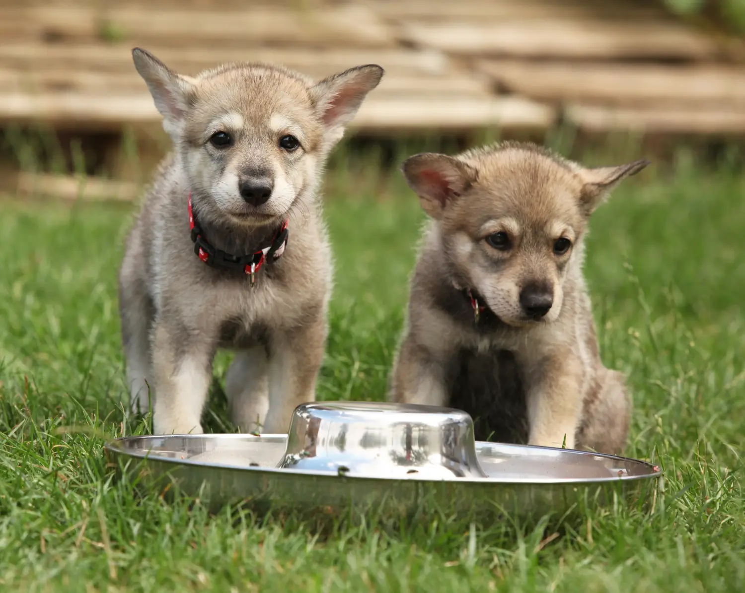 Acheter un chiot chien-loup de Saarloos, c'est prendre ses responsabilités ! Acheter un chiot chien-loup de Saarloos.