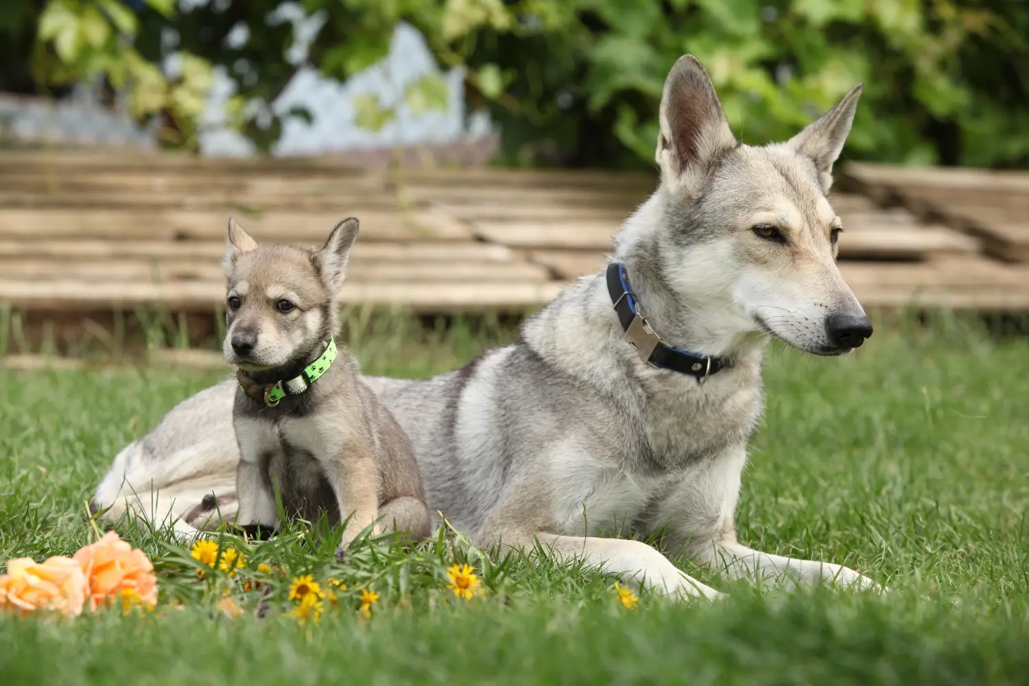 Acheter un chiot chien-loup de Saarloos, c'est prendre ses responsabilités ! Acheter un chiot chien-loup de Saarloos.