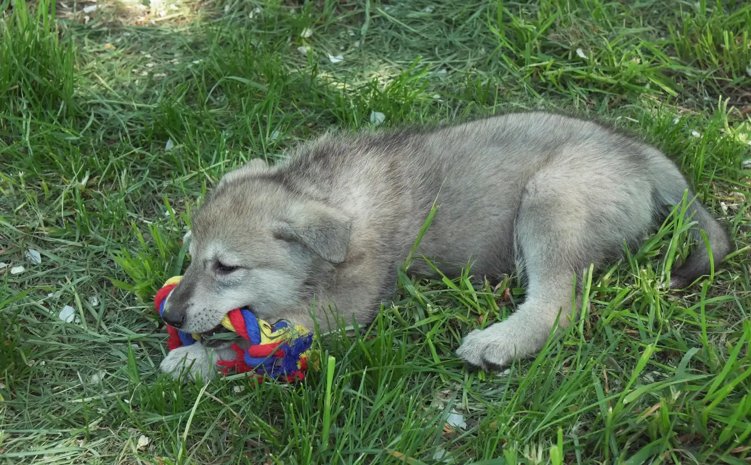 Acheter un chiot chien-loup de Saarloos, c'est prendre ses responsabilités ! Acheter un chiot chien-loup de Saarloos.