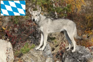 Lire la suite à propos de l’article Saarloos Wolfhound éleveurs et chiots en Bavière