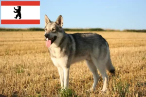 Lire la suite à propos de l’article Éleveurs de chiens-loups de Saarloos et chiots à Berlin
