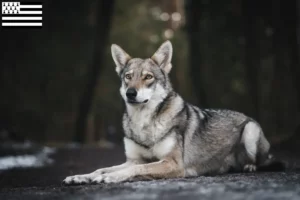 Lire la suite à propos de l’article Éleveurs de chiens-loups de Saarloos et chiots en Bretagne