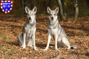 Lire la suite à propos de l’article Éleveurs de chiens-loups de Saarloos et chiots en Centre-Val de Loire