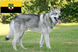 Lire la suite à propos de l’article Saarloos Wolfhound Éleveurs et chiots en Saxe-Anhalt