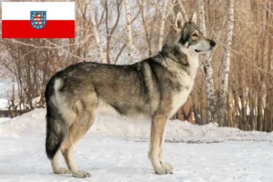 Lire la suite à propos de l’article Éleveurs de chiens-loups de Saarloos et chiots en Thuringe