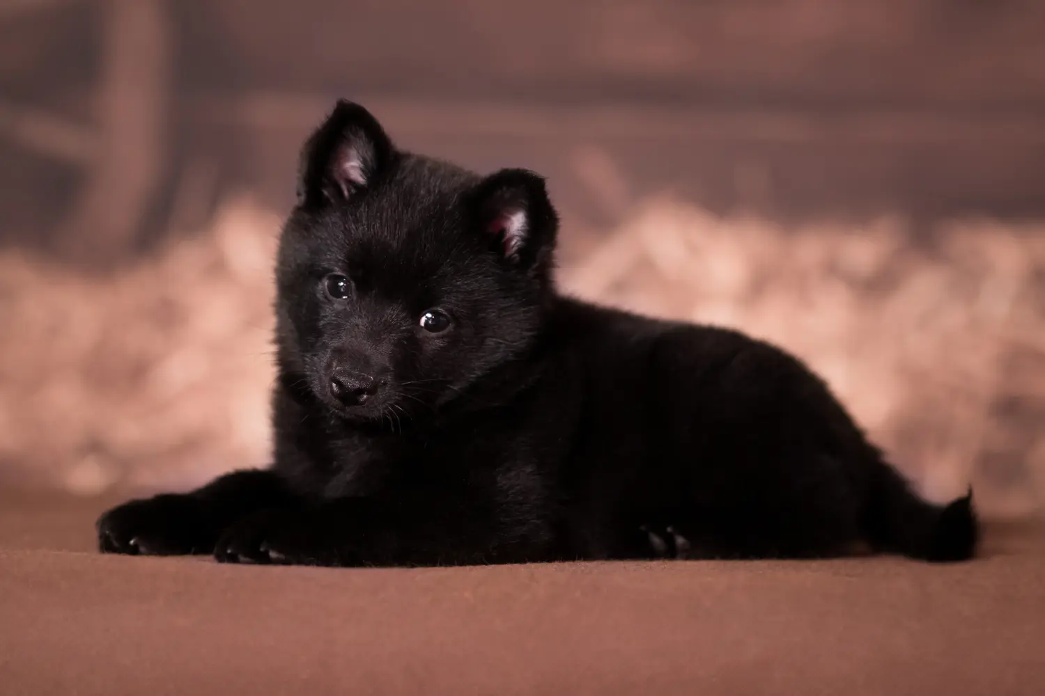 Acheter un chiot Schipperke, c'est prendre ses responsabilités ! Acheter des chiots Schipperke.