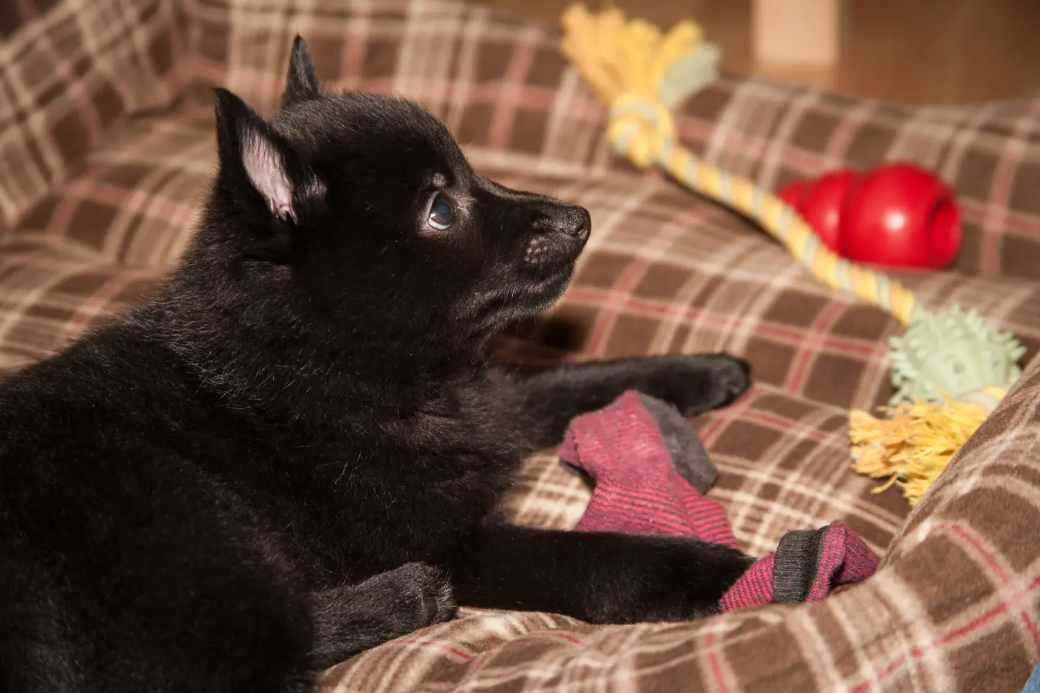 Acheter un chiot Schipperke, c'est prendre ses responsabilités ! Acheter des chiots Schipperke.