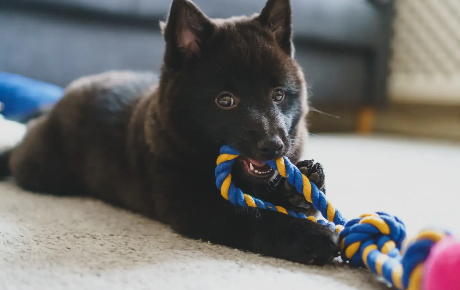 Acheter un chiot Schipperke, c'est prendre ses responsabilités ! Acheter des chiots Schipperke.