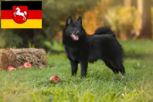 Lire la suite à propos de l’article Schipperke éleveurs et chiots en Basse-Saxe