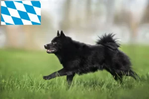 Lire la suite à propos de l’article Éleveurs de Schipperke et chiots en Bavière