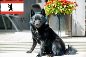 Lire la suite à propos de l’article Éleveurs et chiots de Schipperke à Berlin