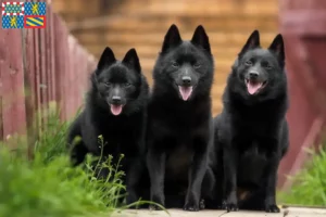 Lire la suite à propos de l’article Éleveurs et chiots de Schipperke en Bourgogne-Franche-Comté