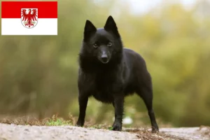 Lire la suite à propos de l’article Éleveurs et chiots de Schipperke dans le Brandebourg