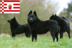 Lire la suite à propos de l’article Éleveurs et chiots de Schipperke à Brême