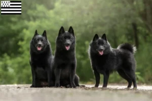 Lire la suite à propos de l’article Éleveurs de Schipperke et chiots en Bretagne