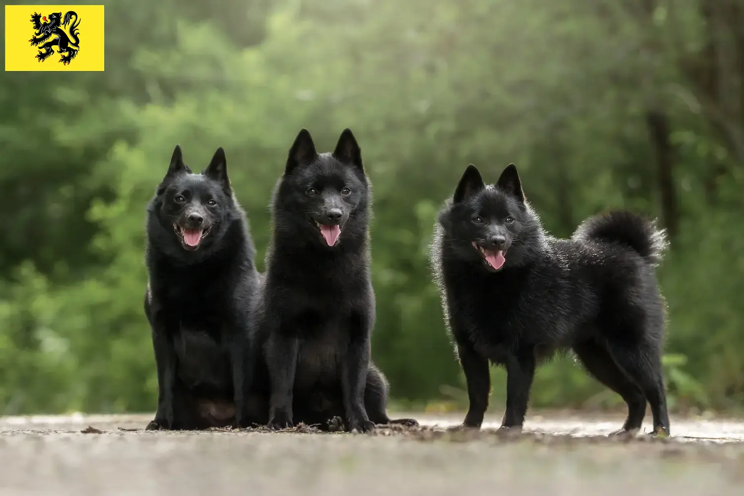 Schipperke chiots et éleveurs Flandre Ici, tu trouveras les éleveurs de Schipperkes en Flandre.