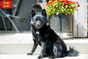 Lire la suite à propos de l’article Éleveurs de Schipperke et chiots en Normandie