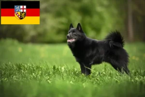 Lire la suite à propos de l’article Éleveurs de Schipperke et chiots en Sarre