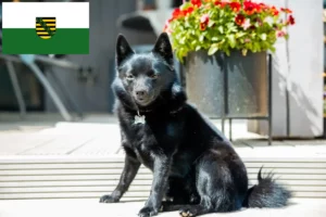 Lire la suite à propos de l’article Éleveurs et chiots de Schipperke en Saxe
