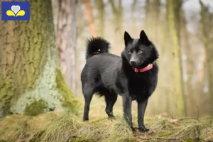 Lire la suite à propos de l’article Éleveurs et chiots Schipperke en Région de Bruxelles-Capitale